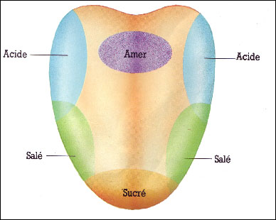 Les goûts de la langue